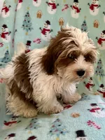 Curtis, a male Lhasapoo for sale in Ocala, FL – Photo 6 of 7