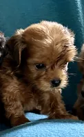 Ruby, a female Lhasapoo for sale in Ocala, FL – 1 of 3