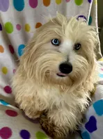 Sunny, a male Lhasapoo for sale in Ocklawaha, FL – 4 of 7