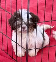 Jack, a male Shih Tzu for sale in Ocklawaha, FL – 4 of 5