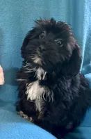 Gus, a male Lhasapoo for sale in Ocala, FL – 3 of 6