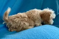 processed/86a70a3a-f6b0-4a51-acac-dd9a43a17a1c/listing/6f518bd8-d06b-44d7-9d04-fab0e0d58c78/3bb6506c-6869-43b2-b1e6-895213a6e959