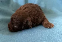 Reba, a female Pomapoo for sale in Ocala, FL – Photo 3 of 4