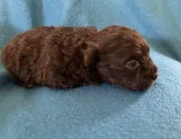 Reba, a female Pomapoo for sale in Ocala, FL – Photo 4 of 4