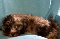 Rocky, a male Lhasapoo for sale in Ocala, FL – 2 of 7