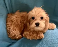 Charlie, a male Lhasapoo for sale in Ocala, FL – 3 of 5