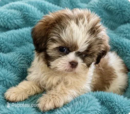 Brady – Shih Tzu puppy for sale in Ocala, FL