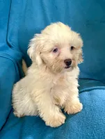 Whinny, a female Lhasapoo for sale in Ocala, FL – 3 of 8