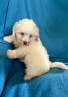 Whinny, a female Lhasapoo for sale in Ocala, FL – 4 of 8