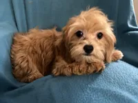 Charlie, a male Lhasapoo for sale in Ocala, FL – 5 of 5