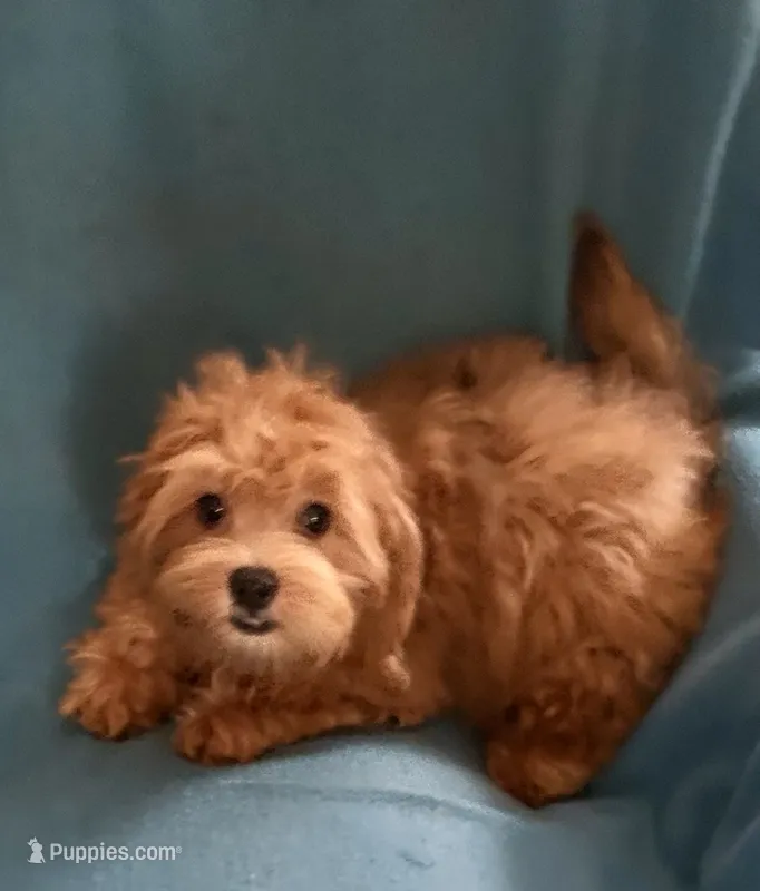 Ruby – Lhasapoo puppy for sale in Ocala, FL