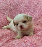 Claira, a female Shih Tzu for sale in Ocala, FL – Photo 2 of 7