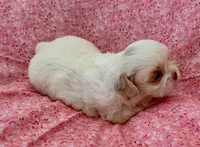Claira, a female Shih Tzu for sale in Ocala, FL – Photo 7 of 7