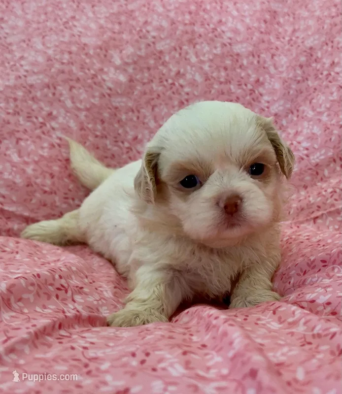 Claira – Shih Tzu puppy for sale in Ocala, FL