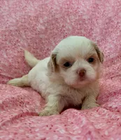 Claira, a female Shih Tzu for sale in Ocala, FL – Photo 1 of 7