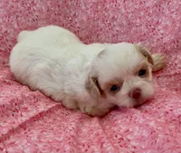 Claira, a female Shih Tzu for sale in Ocala, FL – Photo 6 of 7