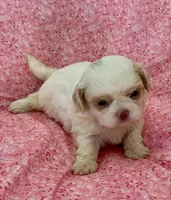 Claira, a female Shih Tzu for sale in Ocala, FL – Photo 3 of 7