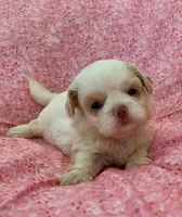 Claira, a female Shih Tzu for sale in Ocala, FL – Photo 4 of 7