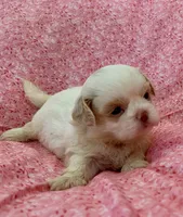 Claira, a female Shih Tzu for sale in Ocala, FL – Photo 5 of 7