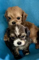 Charlie, a male Lhasapoo for sale in Ocala, FL – 2 of 2