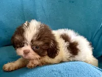 Frankie, a male Shih Tzu for sale in Ocala, FL – 2 of 2