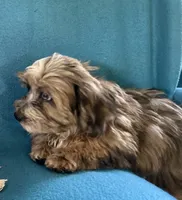 Max, a male Lhasapoo for sale in Ocala, FL – 7 of 8