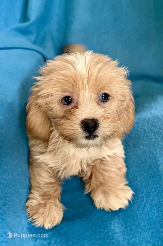 Grace – Lhasapoo puppy for sale in Ocala, FL