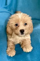 Grace, a female Lhasapoo for sale in Ocala, FL – 1 of 6