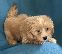 Grace, a female Lhasapoo for sale in Ocala, FL – 2 of 6