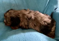 Rocky, a male Lhasapoo for sale in Ocala, FL – 6 of 7