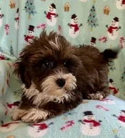 Mickey, a male Lhasapoo for sale in Ocala, FL – Photo 2 of 9