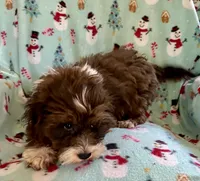 Mickey, a male Lhasapoo for sale in Ocala, FL – Photo 8 of 9