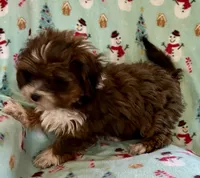 Mickey, a male Lhasapoo for sale in Ocala, FL – Photo 5 of 9