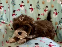 Mickey, a male Lhasapoo for sale in Ocala, FL – Photo 9 of 9