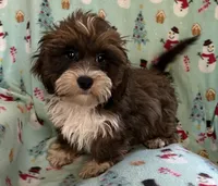 Mickey, a male Lhasapoo for sale in Ocala, FL – Photo 1 of 9