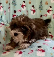 Mickey, a male Lhasapoo for sale in Ocala, FL – Photo 6 of 9