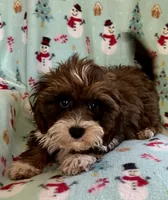 Mickey, a male Lhasapoo for sale in Ocala, FL – Photo 3 of 9