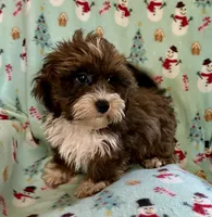 Mickey, a male Lhasapoo for sale in Ocala, FL – Photo 7 of 9