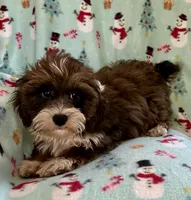 Mickey, a male Lhasapoo for sale in Ocala, FL – Photo 4 of 9