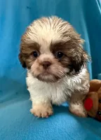 Randy, a male Shih Tzu for sale in Ocala, FL – Photo 6 of 9