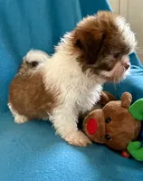 Randy, a male Shih Tzu for sale in Ocala, FL – Photo 7 of 9