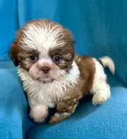 Randy, a male Shih Tzu for sale in Ocala, FL – Photo 8 of 9