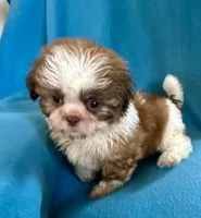 Randy, a male Shih Tzu for sale in Ocala, FL – Photo 3 of 9