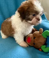 Randy, a male Shih Tzu for sale in Ocala, FL – Photo 1 of 9