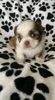 Randy, a male Shih Tzu for sale in Ocala, FL – Photo 9 of 9