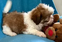 Randy, a male Shih Tzu for sale in Ocala, FL – Photo 4 of 9