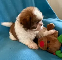 Randy, a male Shih Tzu for sale in Ocala, FL – Photo 2 of 9