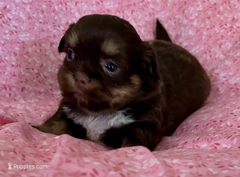 Darla – Shih Tzu puppy for sale in Ocala, FL