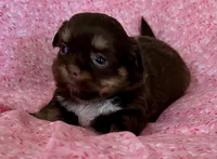 Darla, a female Shih Tzu for sale in Ocala, FL – Photo 1 of 4