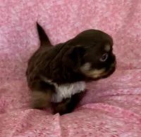 Darla, a female Shih Tzu for sale in Ocala, FL – Photo 3 of 4